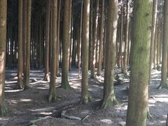 -武陵山森林公园