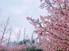 -大宁公园