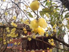 -西安化觉巷清真大寺