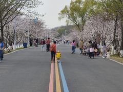 -羊山湖公园