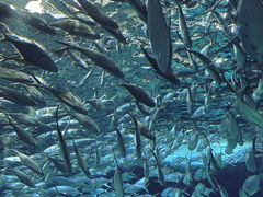 -上海海洋水族馆