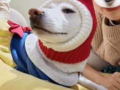 -逗柴咖啡屋·狗咖猫咖宠物桌游