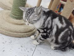 -喵园·猫主题咖啡厅·撸猫·猫咖(国贸店)