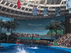 -海合安成都极地海洋公园