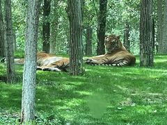 -北京野生动物园