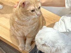 -是阿柴呀！柴犬咖啡·爱喵喵猫咖