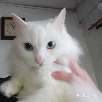 越养越胖,远看像颗球,近看像汤圆,真的太好玩了