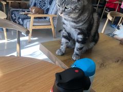 -平行世界·猫咖(首经贸店)