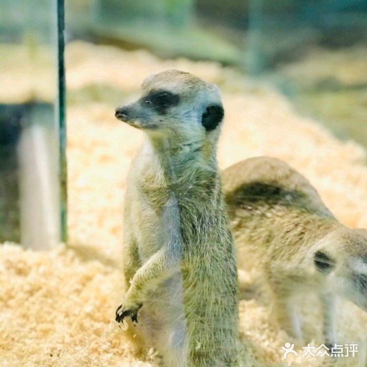 六一放电|可以和动物亲密接触的亲子乐园|团购价好划算～[礼花]