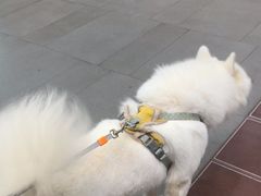 -联合动物医院(光谷诊疗中心)
