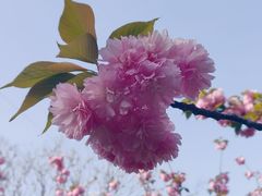 -高东镇樱花园