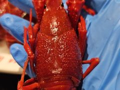 冰镇小龙虾-周姑娘不等味·牛羊肉火锅·螃蟹罗氏虾·烤鱼烤串(高邮店)