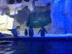 -华夏文旅海洋公园