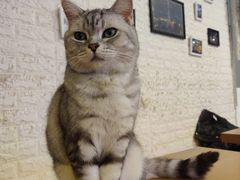 -平行世界·猫咖(首经贸店)