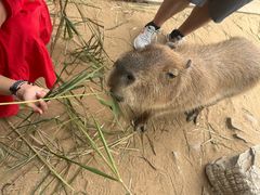 -西霞口神雕山野生动物世界
