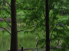 -深圳仙湖植物园