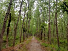 -合肥滨湖国家森林公园