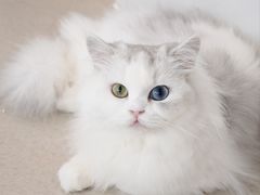 -共舞时光猫咖·狗咖(新街口店)