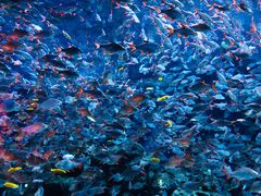 -成都浩海立方海洋公园