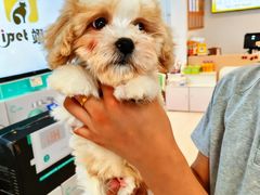 -翊宠yipet猫狗购宠庄园犬舍•猫舍