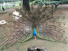 -祥源·阜阳生态乐园