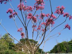 -东莞植物园