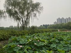 -燕郊植物园