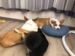 -浣熊柯尔鸭土拨鼠·电玩咖