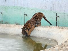 -栾川竹海野生动物园