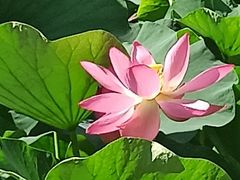 -大宁郁金香公园-停车场