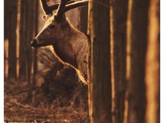 -盐城丹顶鹤湿地生态旅游区