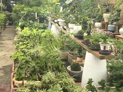 -龙大花卉苗木市场