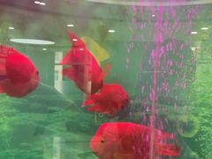 -雅悦齿科(顾村公园店)