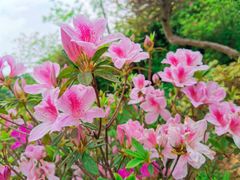-火炉山森林公园