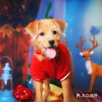 深圳南山前海附近狗狗领养，限本地