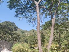 -大岭沟猕猴桃谷风景区