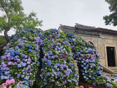 -无锡蠡湖国家湿地公园-蠡园