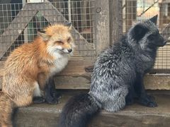 -宫城藏王狐狸村