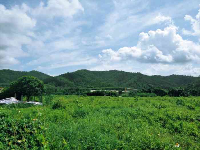 古劳茶山-"江门鹤山有一个叫茶山的地方,很多人开车一.