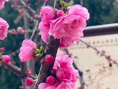 -北京西山国家森林公园