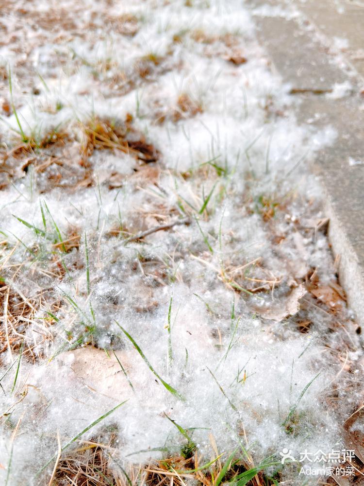 杨花漫天作雪飞的画面图片