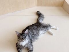 -飞行喵MR PILOT|猫舍·猫咖(静安大融城店)