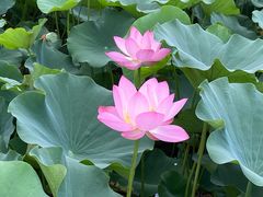-莲花池公园