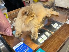 -猫咪博物馆(顶澳仔猫街店)