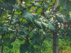 -马陆小张葡萄园农家乐