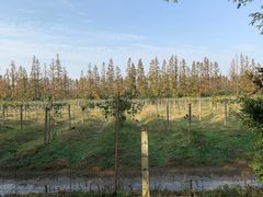 -上海长兴岛郊野公园