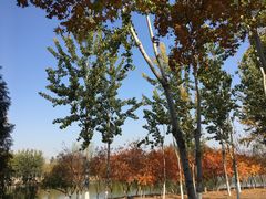 -大兴滨河森林公园