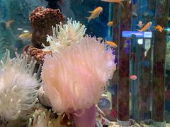 -太平洋海底世界