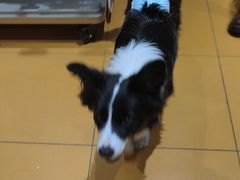 -MARSMART PETS火星宠物超市(1733店)