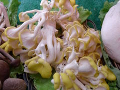 鸡油黄-野菌园·野生菌火锅首创第一家(关兴路总店)
